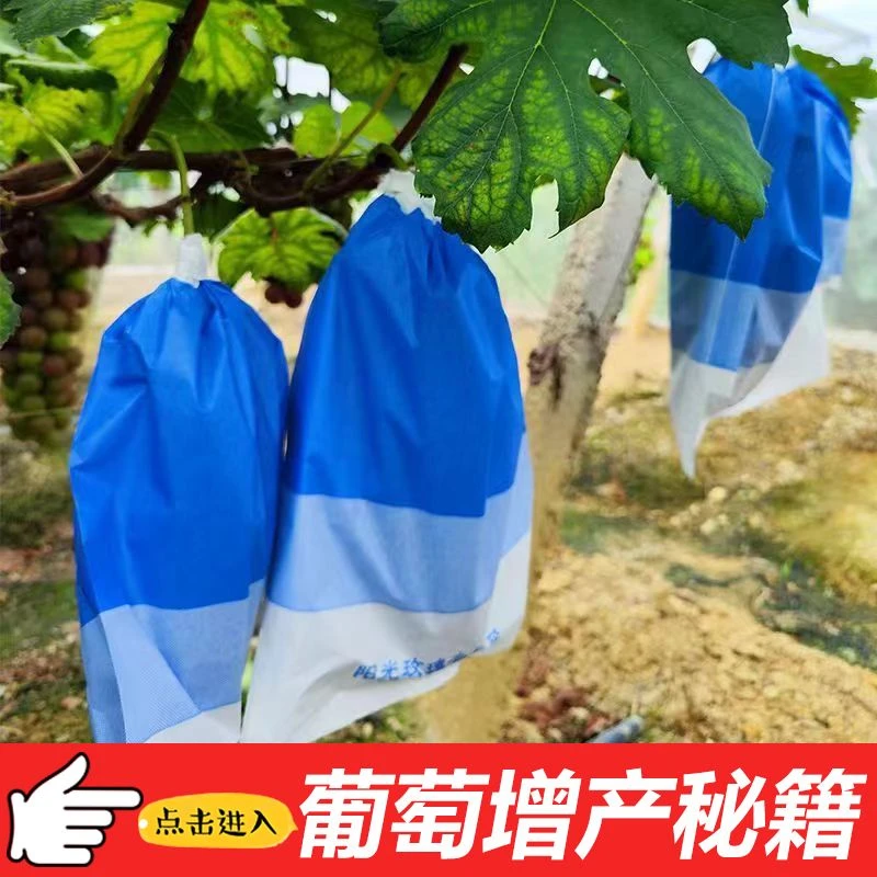 葡萄专用套袋阳光玫瑰防水防虫防鸟巨峰葡萄纸袋加厚10000只