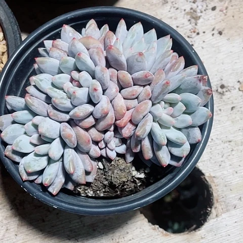 半夏48一盆55888898569