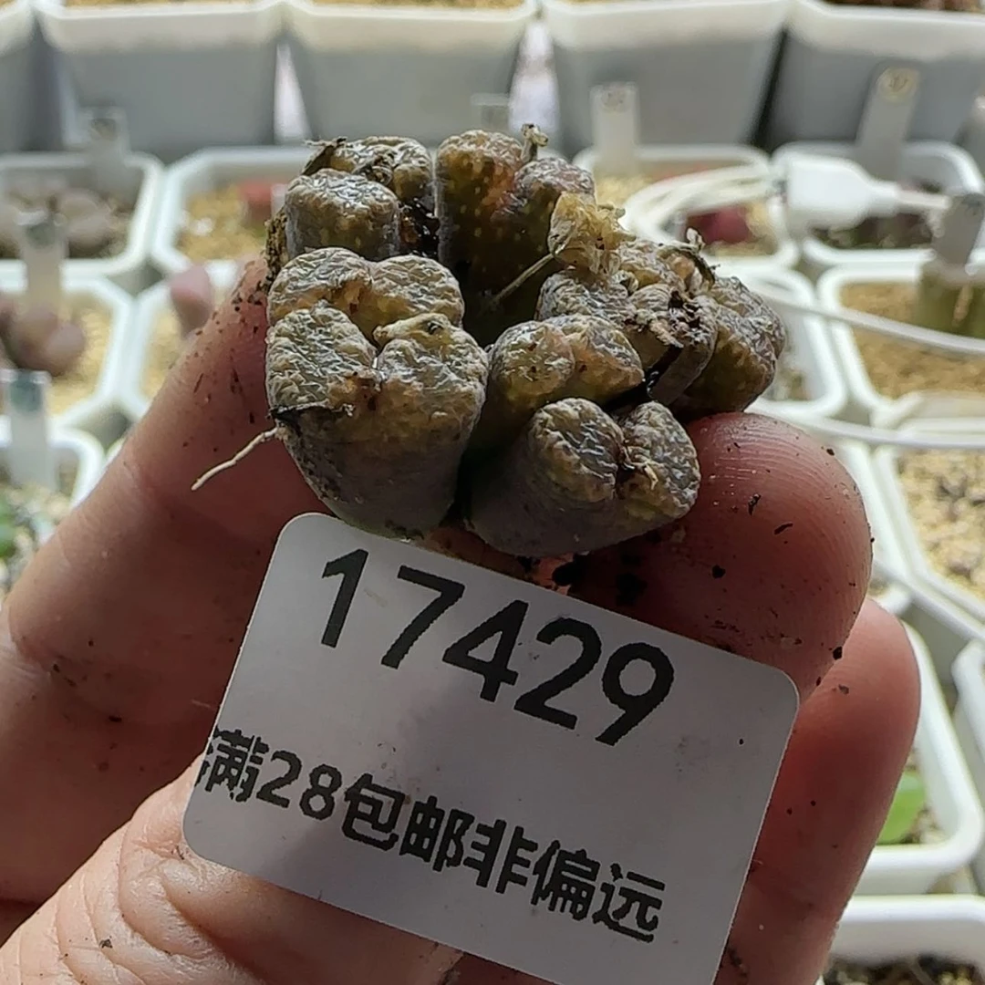 【闪购商品】T**X17429