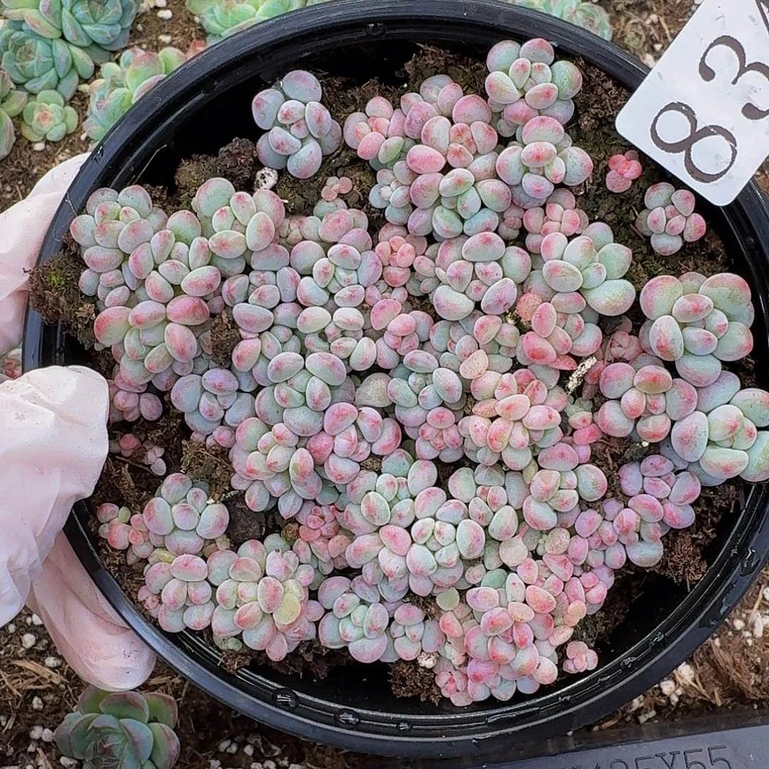 多肉植物多肉植物834