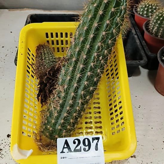 当前无花栽培后可以开花297