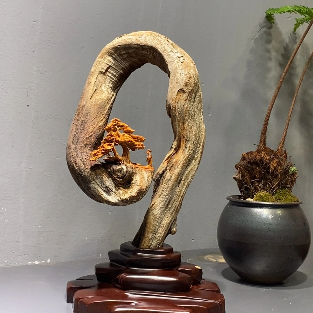 柏木（崖柏）意境深邃自然
