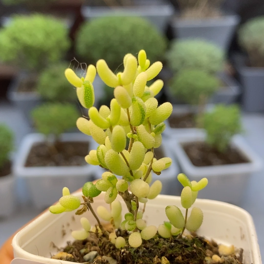 496米粒拉丝阴阳锦