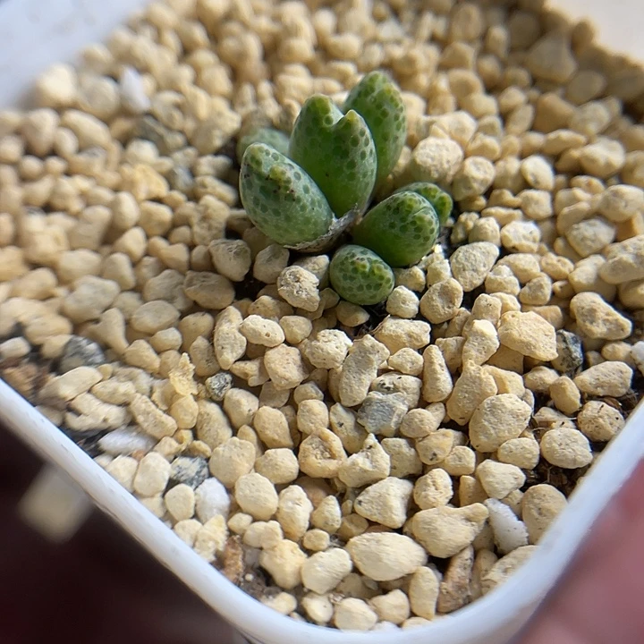 家人园艺园艺多肉生石花草莓斑马737
