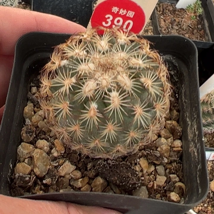 实生伊莎贝拉娇丽4.1cm