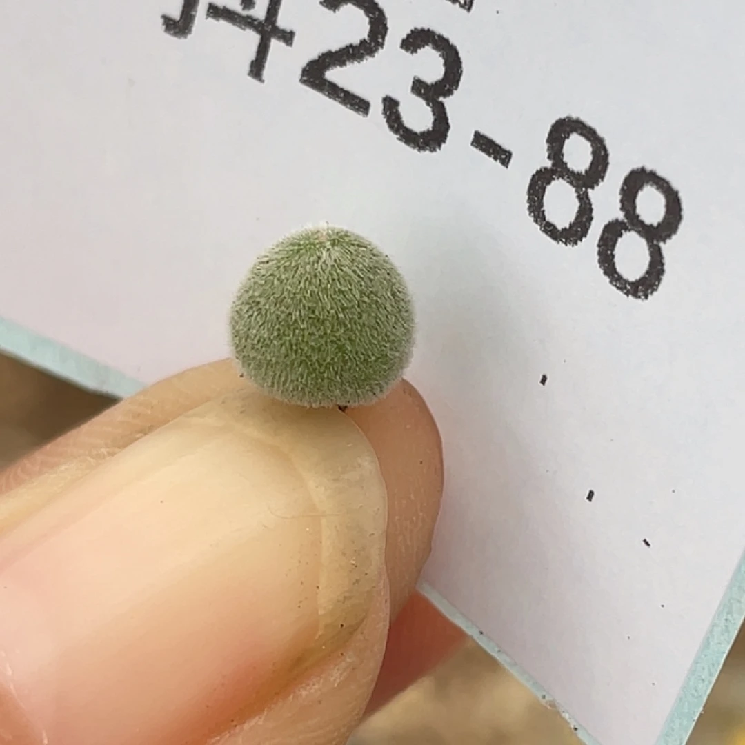23-88宝辉多肉植物