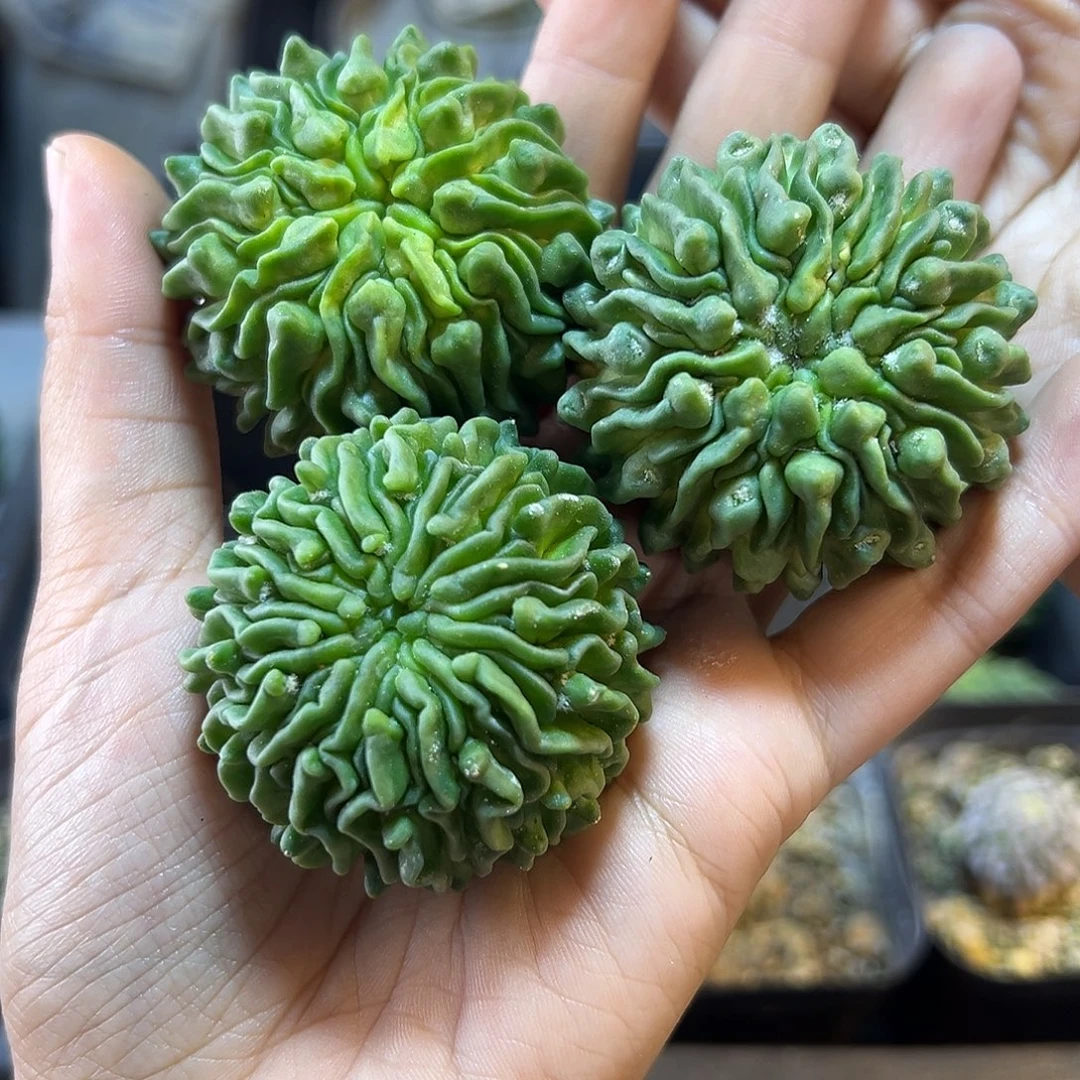 蝌蚪球无根4公分1颗