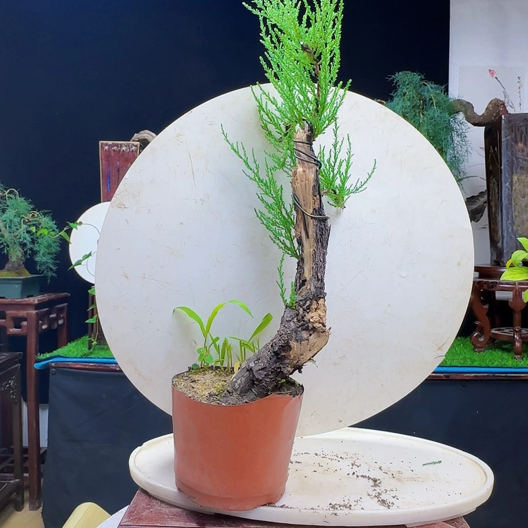 健***狼无花朵棠梨发干活货架家