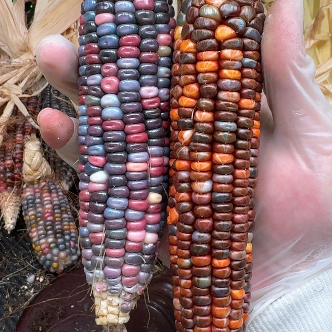 柏香籽/百香籽吊坠麦*洛