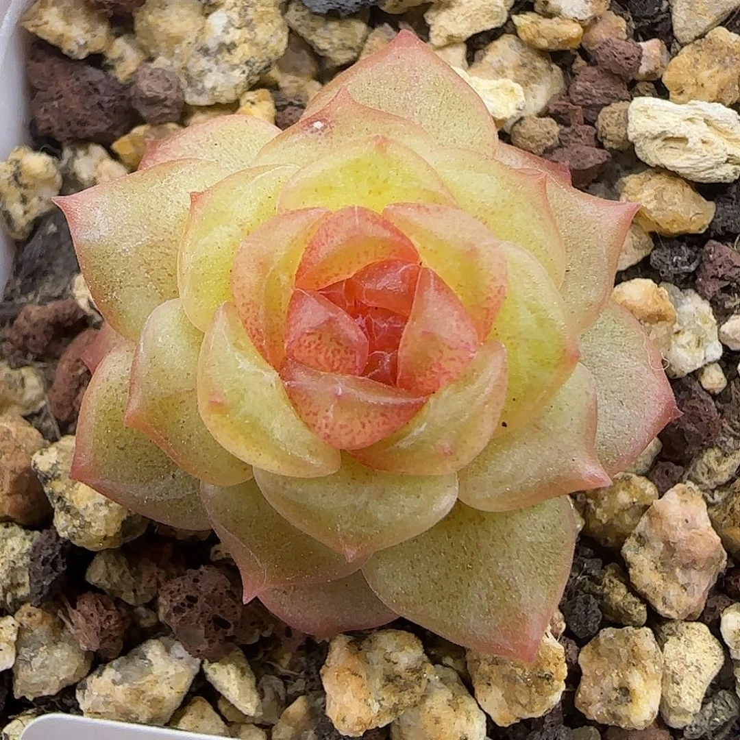 955三公分【满29包邮非偏远】