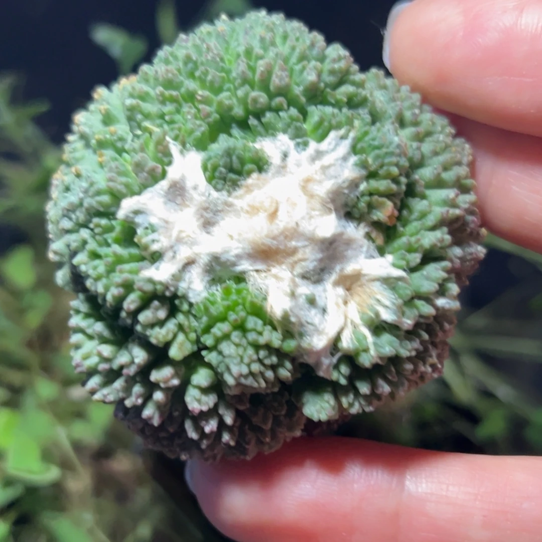 721 仙人球和一个小可爱