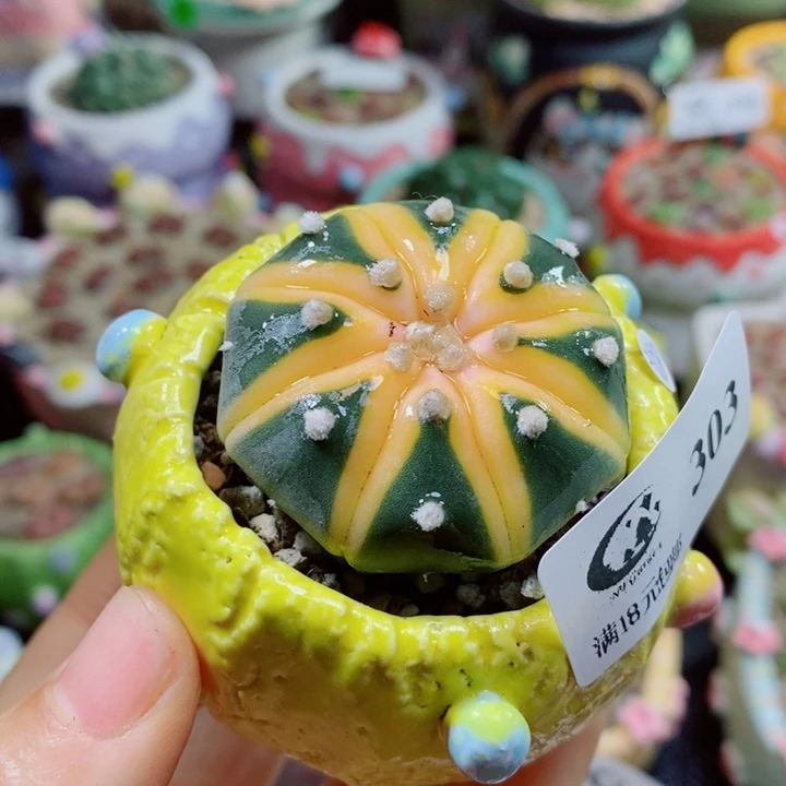 生石花花花花花花花303