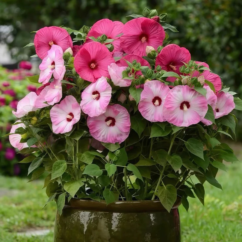 大花芙蓉葵盆栽花苗庭院耐寒植物室外多年生宿根花卉盆栽大花秋葵