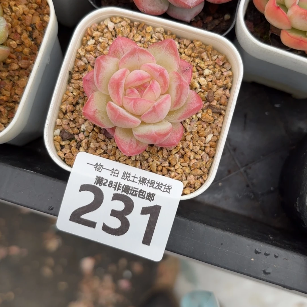 美梦单头无盆土发货