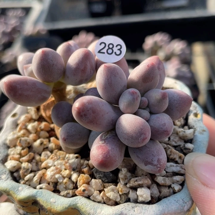 仙子奶酪多肉植物