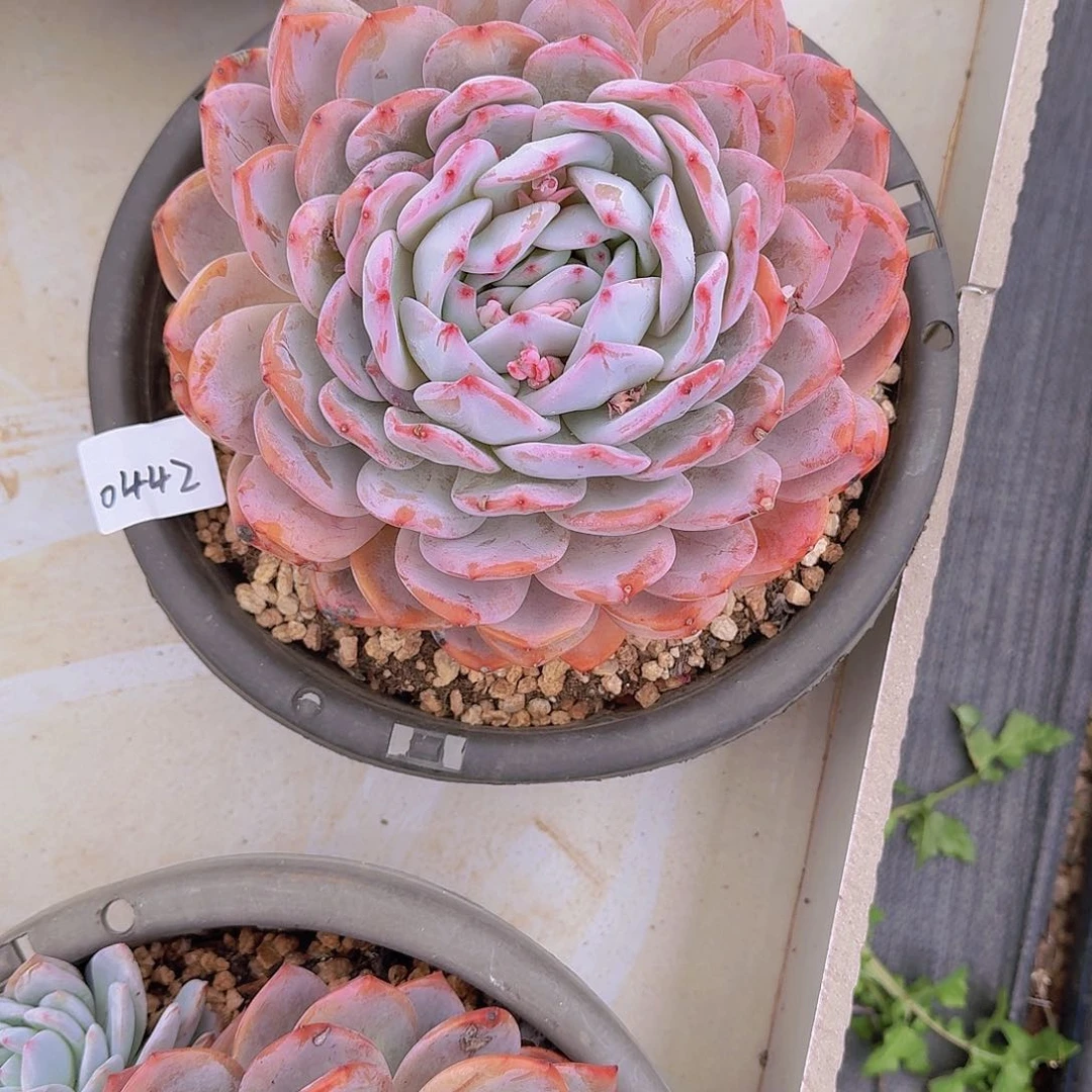 独***丶0442橙子多肉植物