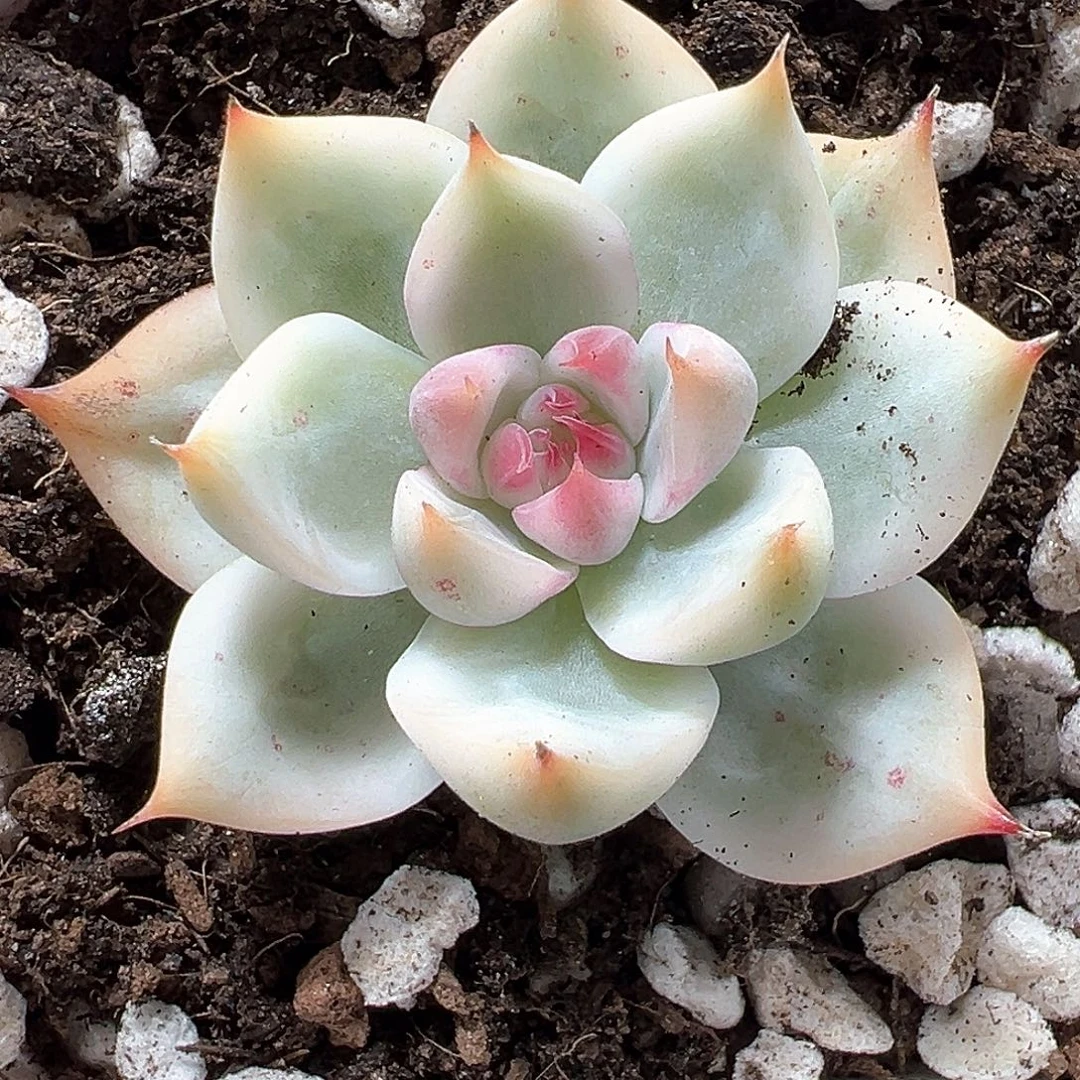 吉娃娃锦  小方花圃一物一拍