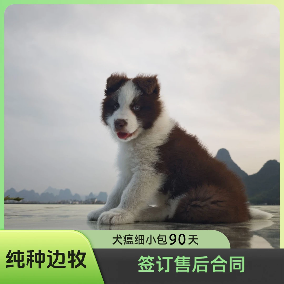 龙源牧场边牧幼犬