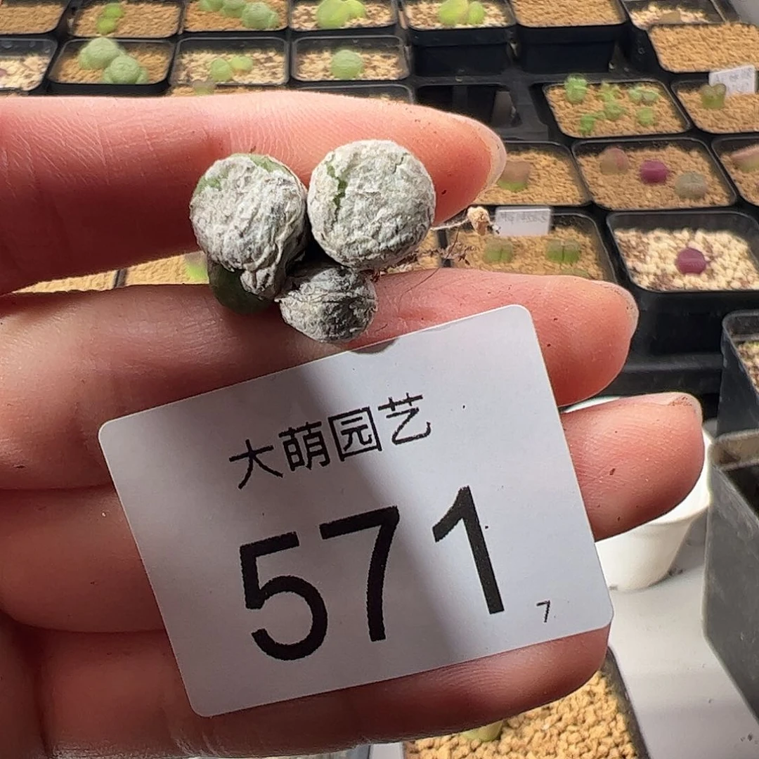 0000571 一物一拍。