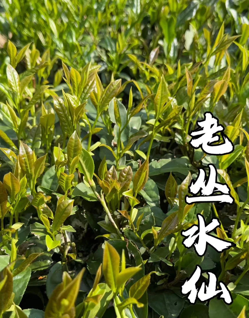 2025年新春茶尝鲜，随机2泡，4泡新茶，品种多样，6克一泡，不退不换