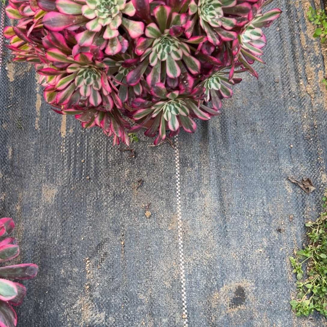 一****罐166红白多肉多肉植物山东发