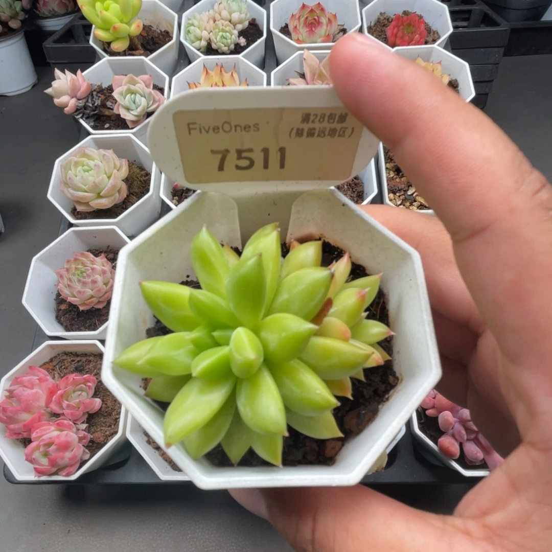 7511甲骨文4.0厘米