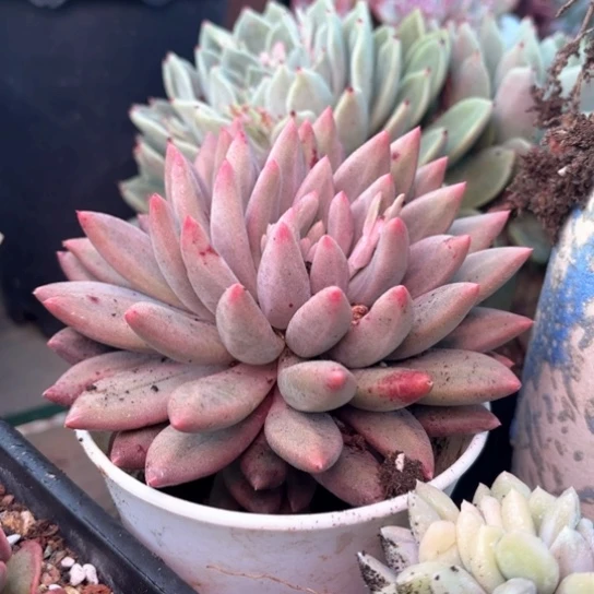 心*多肉植物的植物