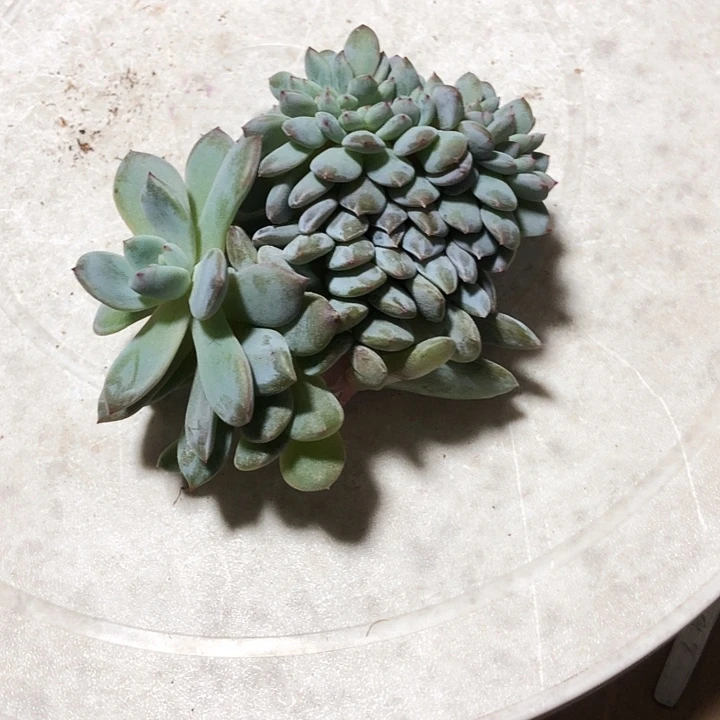 明天专拍多肉植物