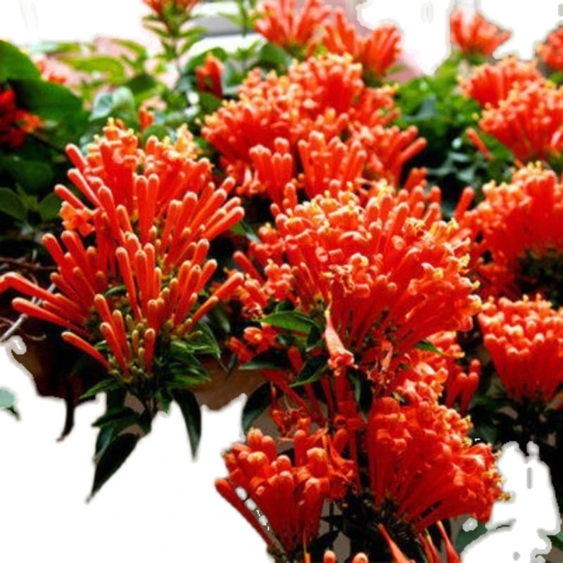 炮仗花苗 爬藤植物 鞭炮花 四季可种阳台庭院垂吊攀援花卉 藤本花