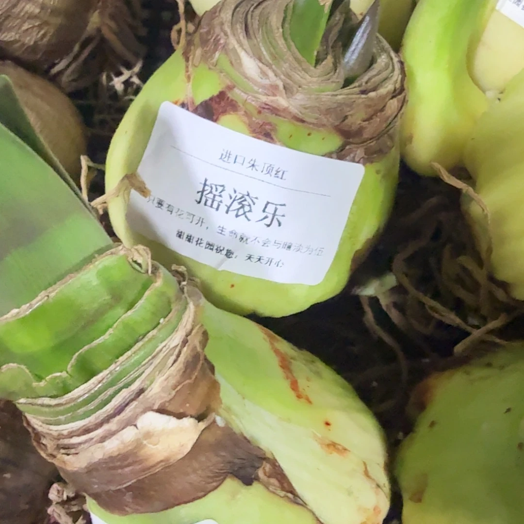 摇滚乐进口球处理球看好下单无售后