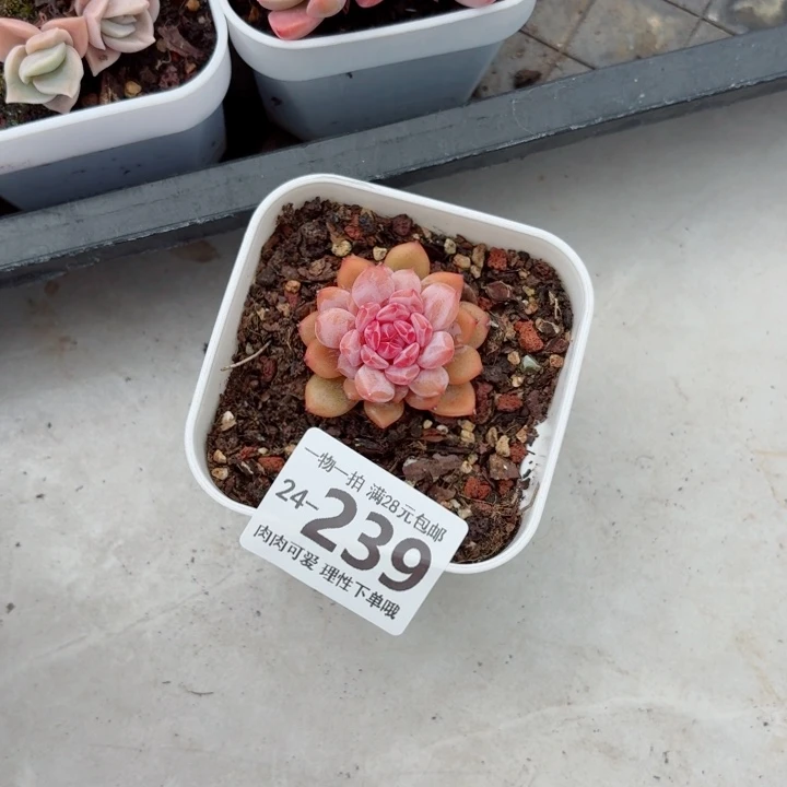 拉***丶星星橙无盆土发货无
