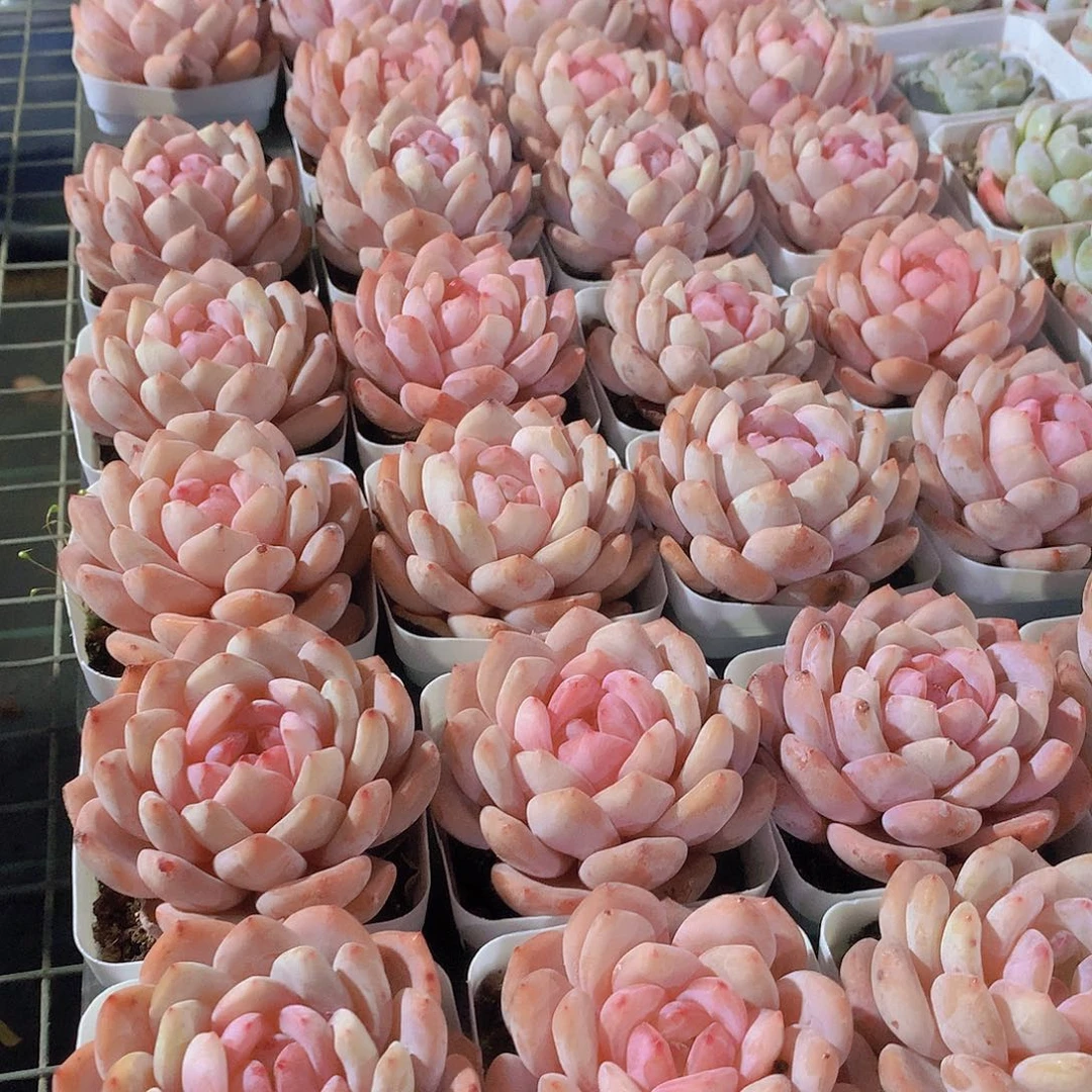 天使橙2356788999900000