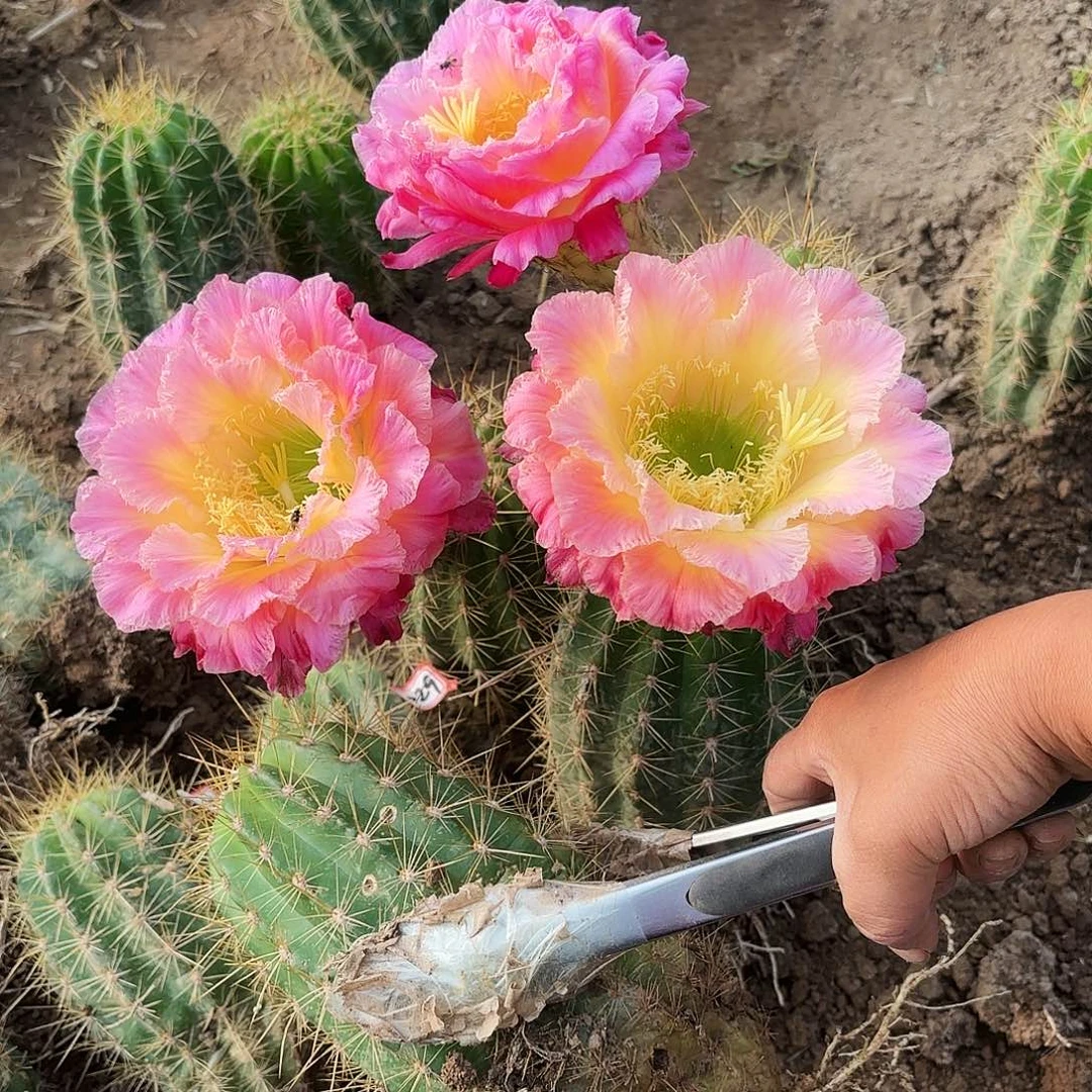 032 毛花混一花有根瑕