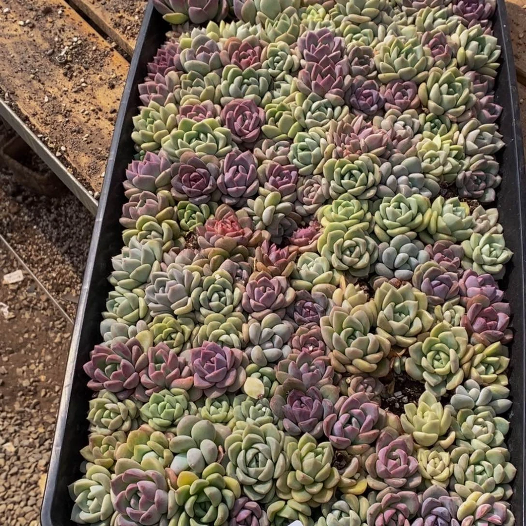 ?*娇750多肉植物保护研究所所长助理