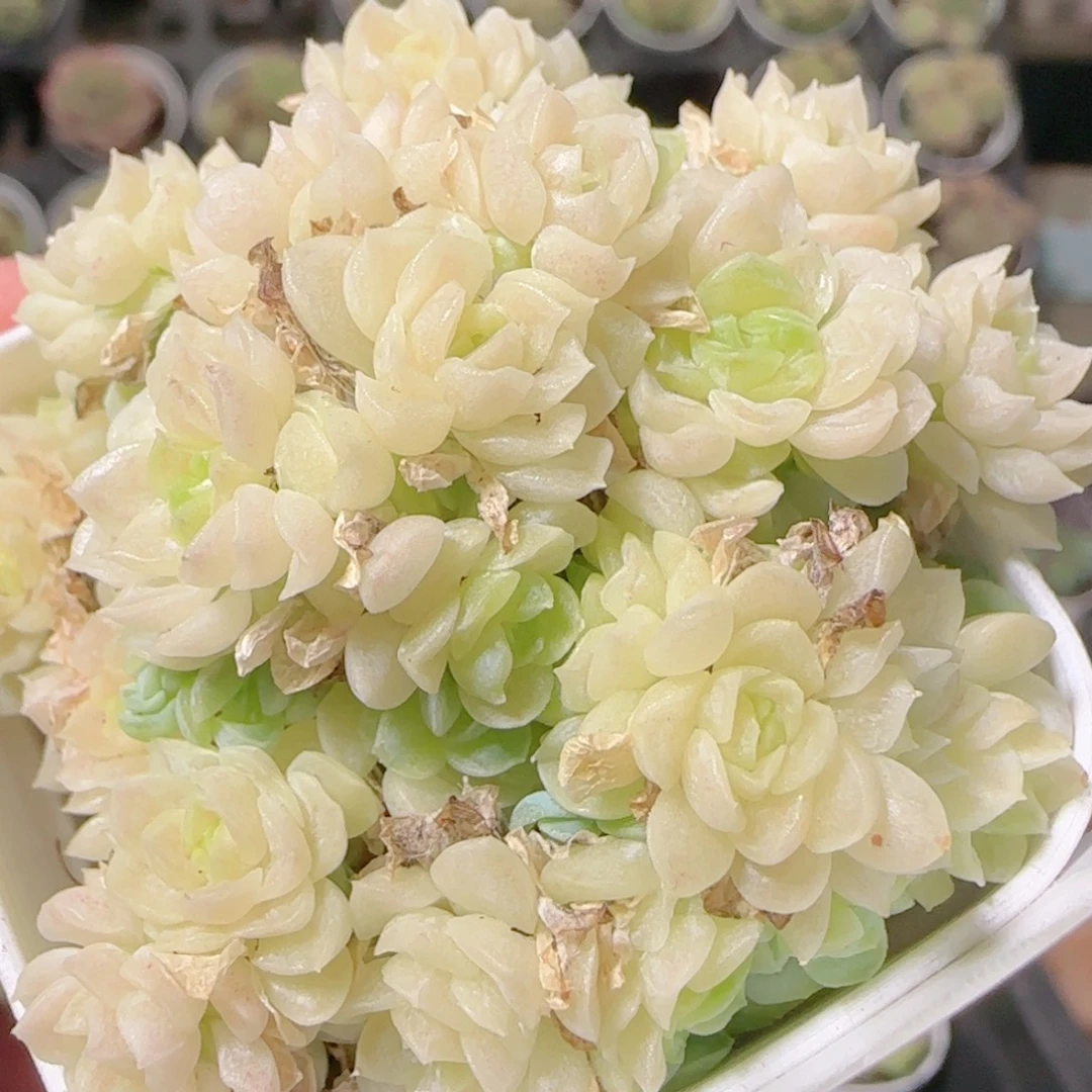 花语逸镜1031-218散