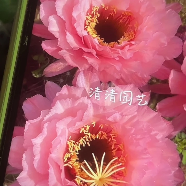 清清3-115侧牙瑕疵歪有黑点