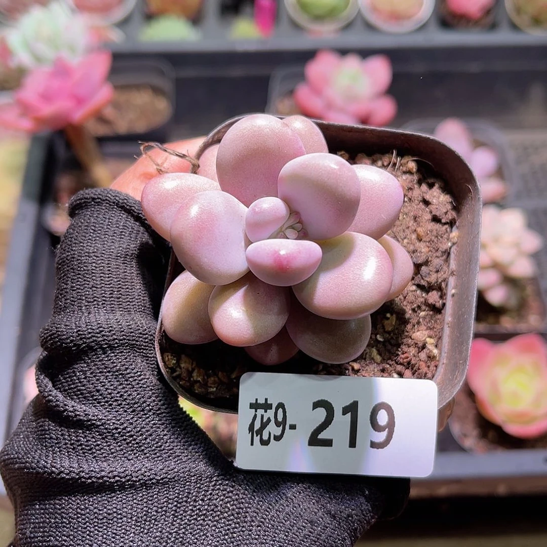 花09-219桃蛋单头