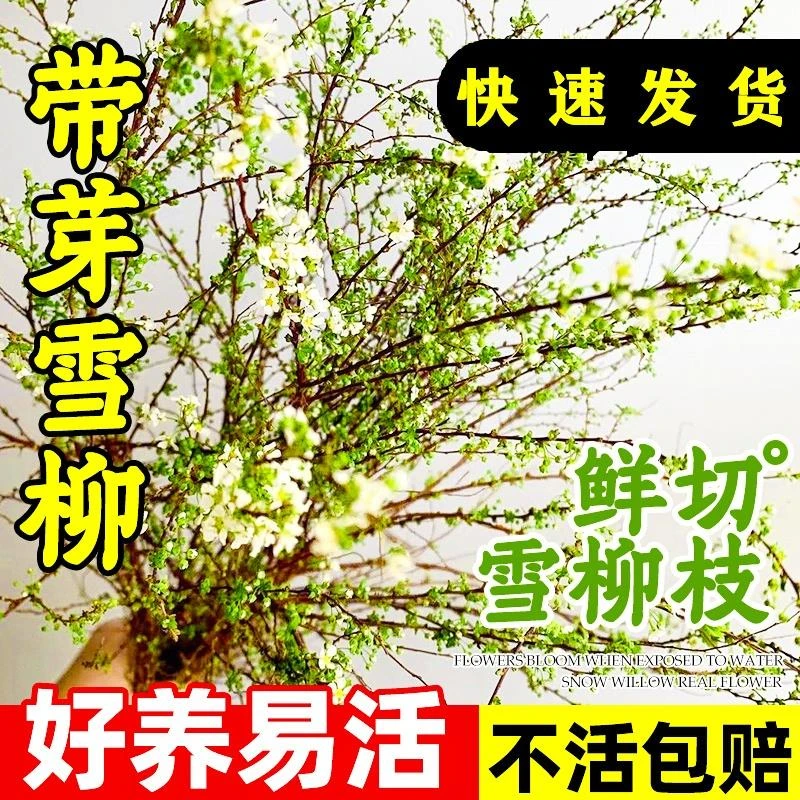 【今年新枝】鲜枝雪柳耐寒花卉水培冬季耐寒干枝遇水成活