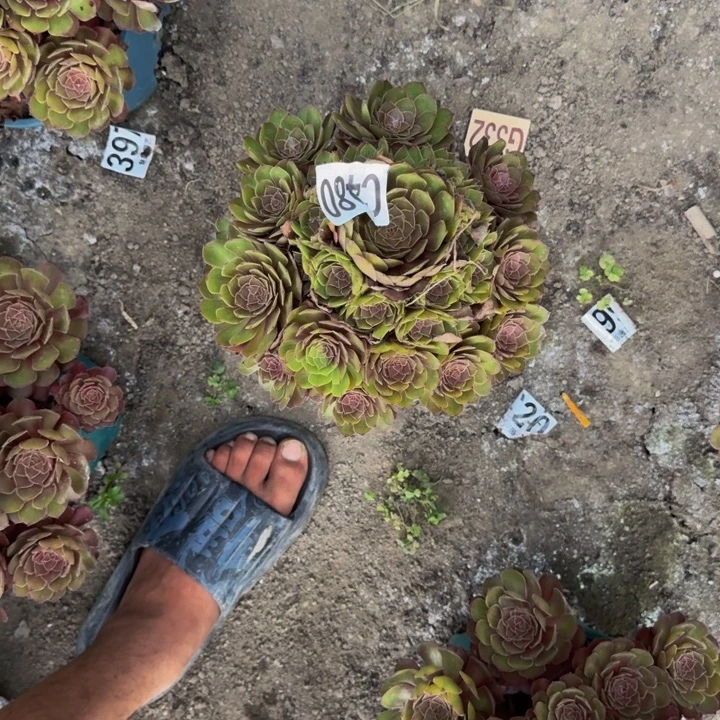 红魔花30-25包邮花花