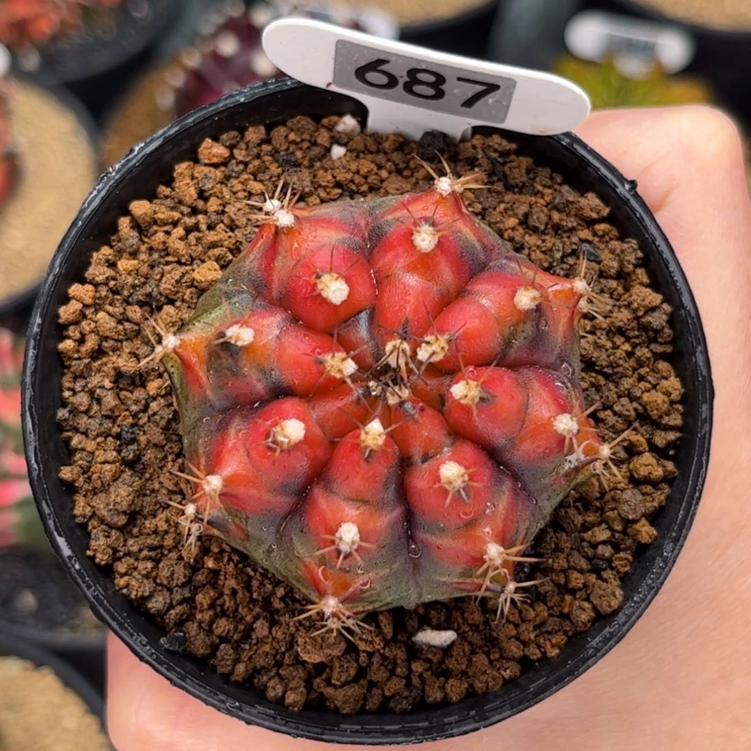 月光曲 米哈仙人球