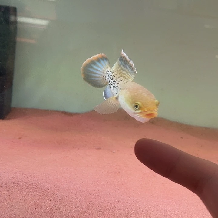 雷龙鱼鬼王雷龙鱼