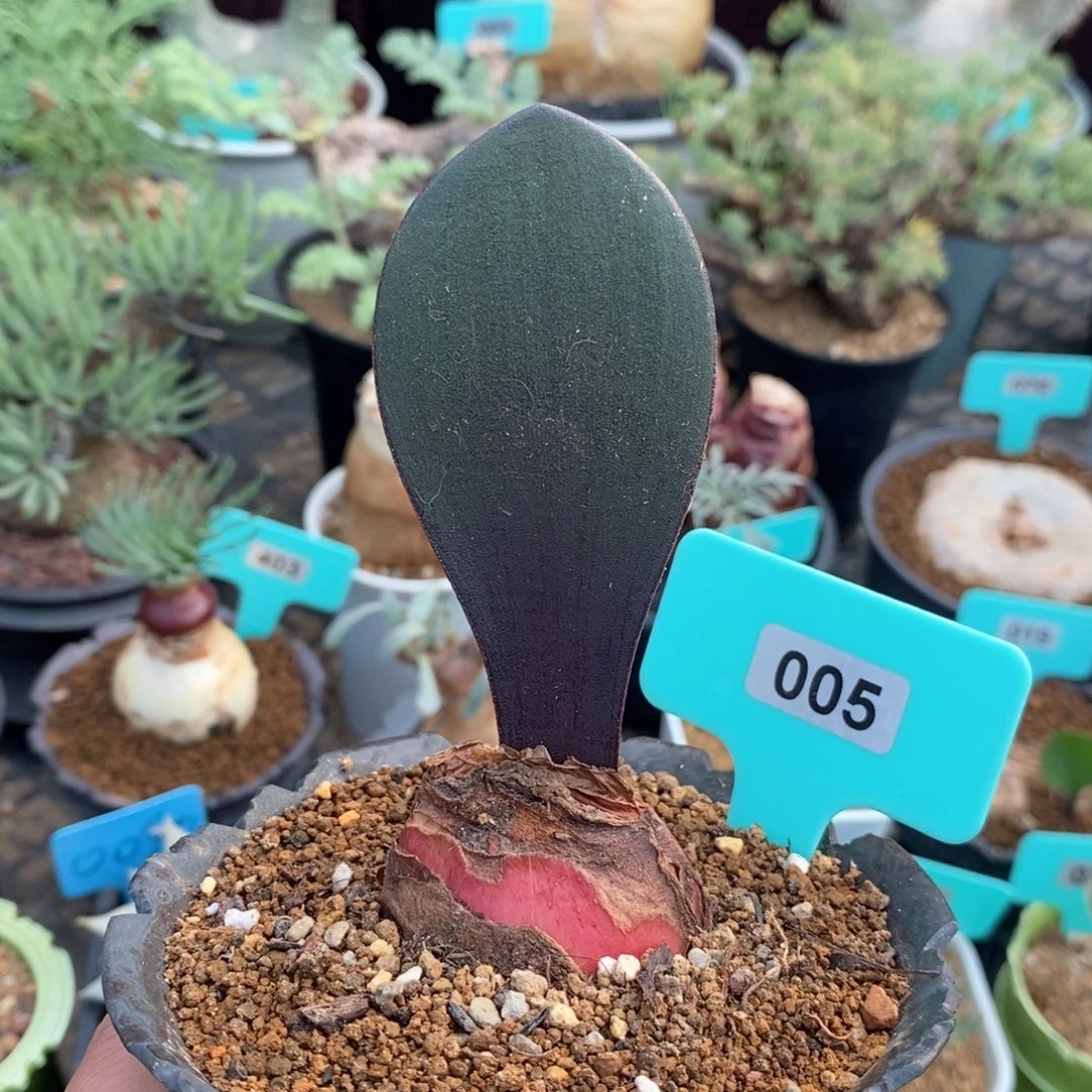 象耳雪莲产地多肉植物