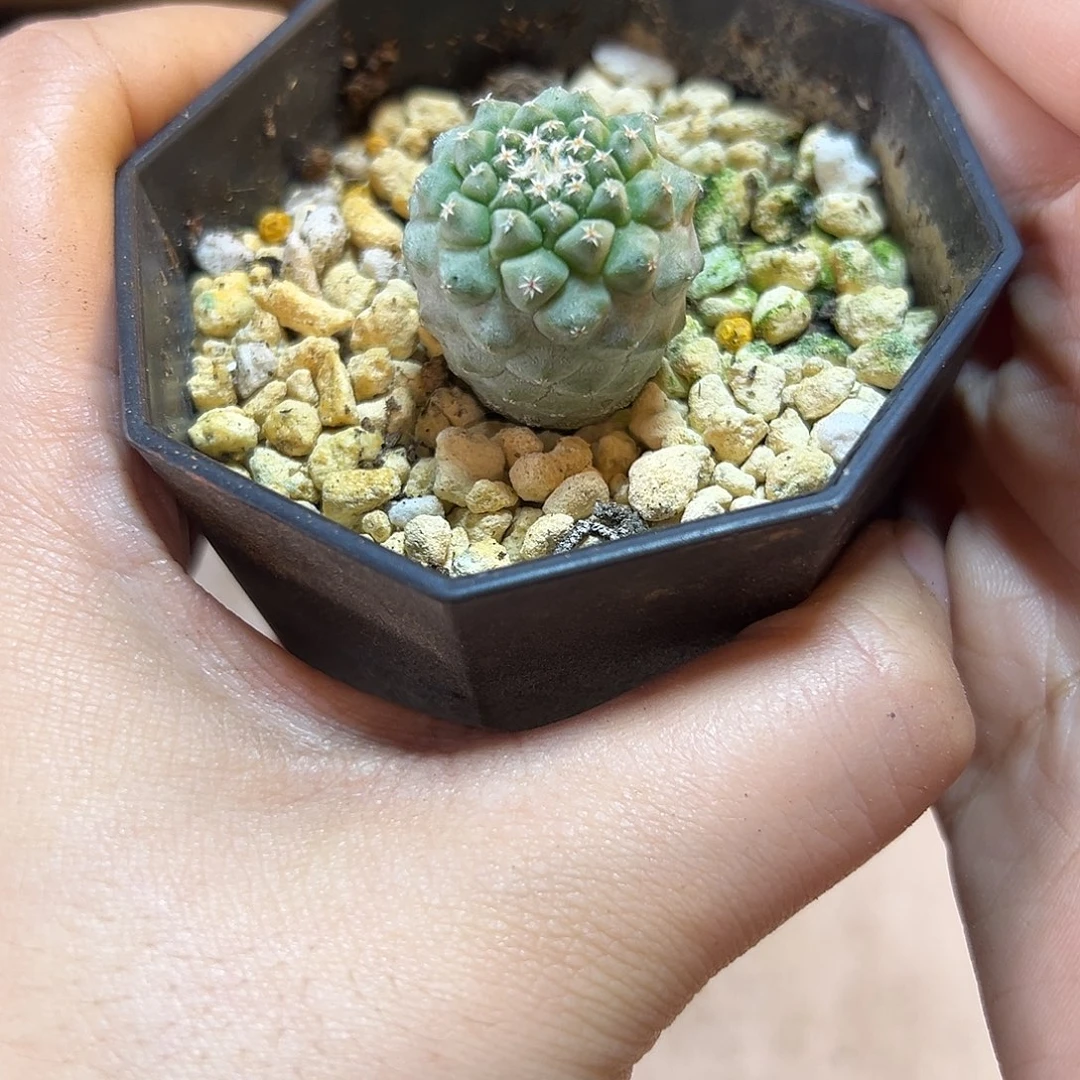 实生菊水2.5公分1颗