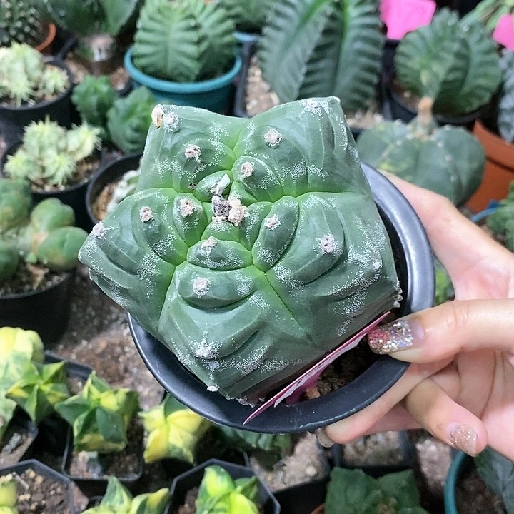 画***生花花草草花花草草