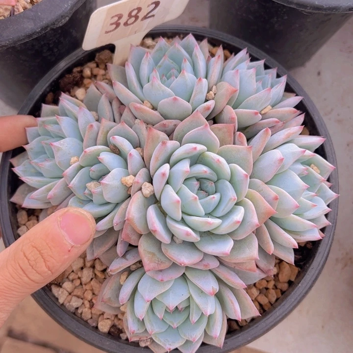 健健康康平平安安