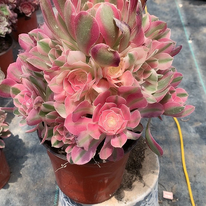 671粉女巫多肉植物