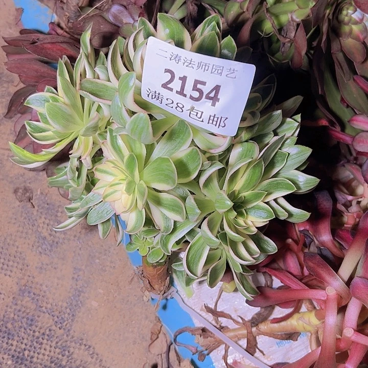 2154青莲多肉母本无根