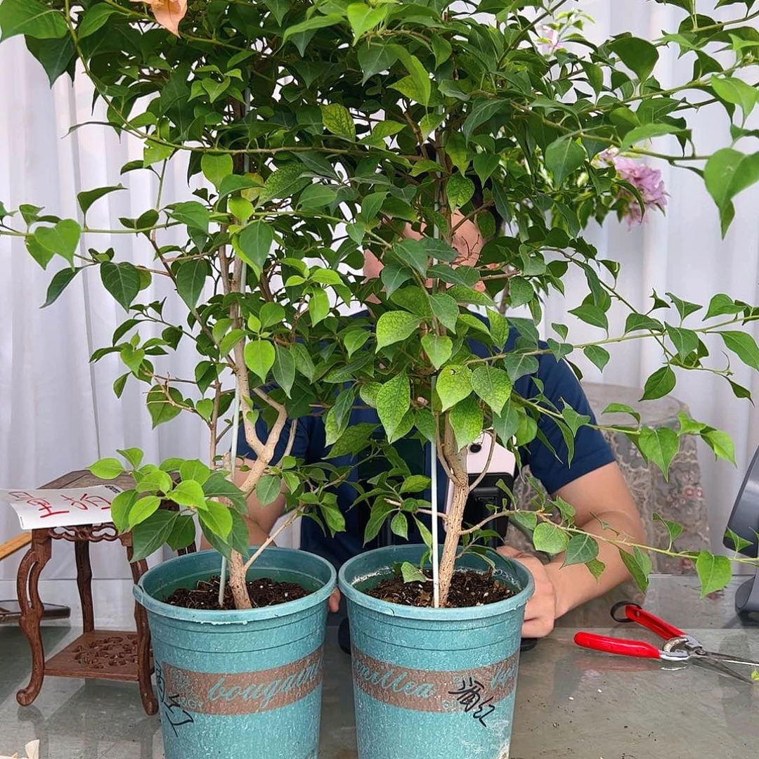 当前无花栽培后可以开花酒红带竹一颗