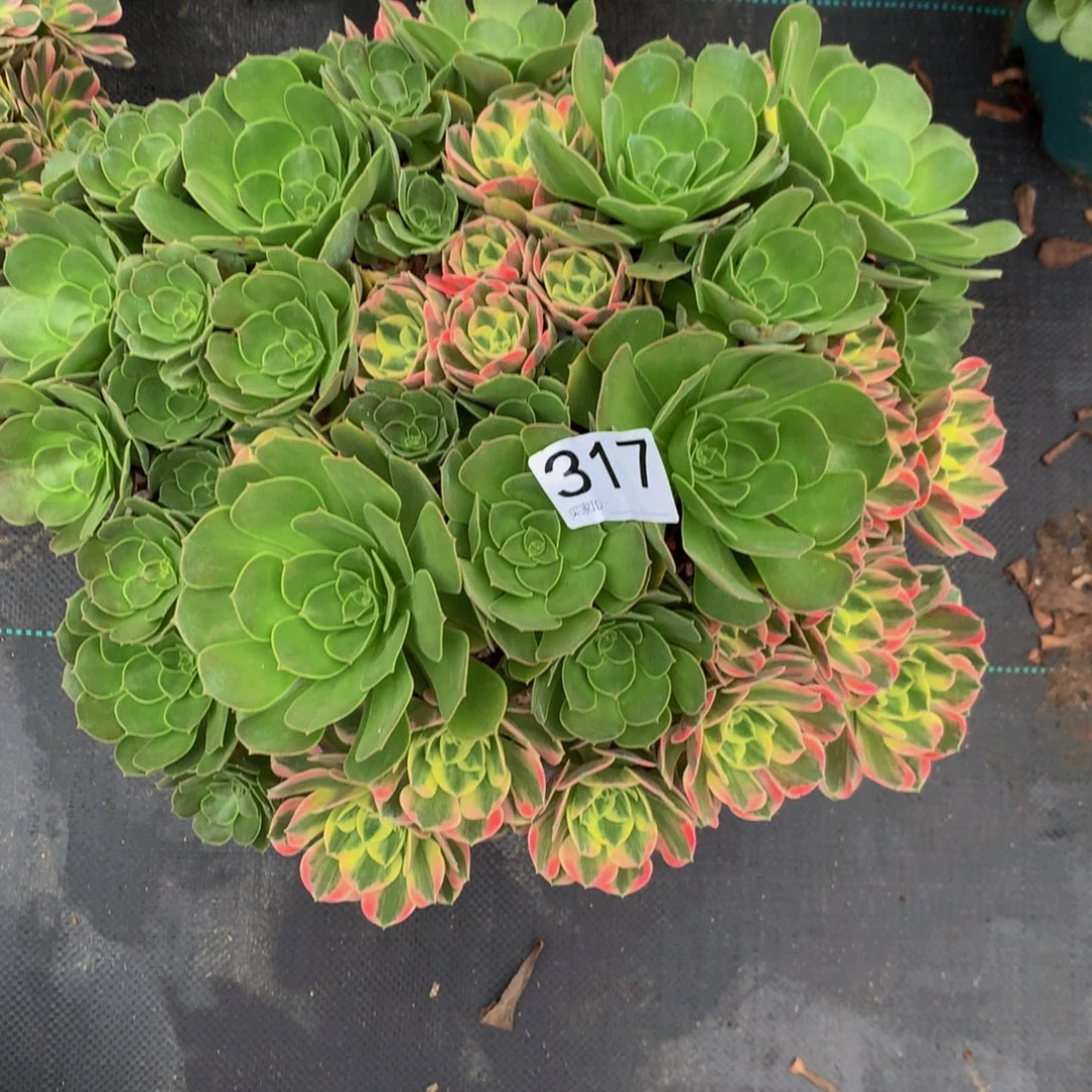 李***椒法师多肉植物317女姚