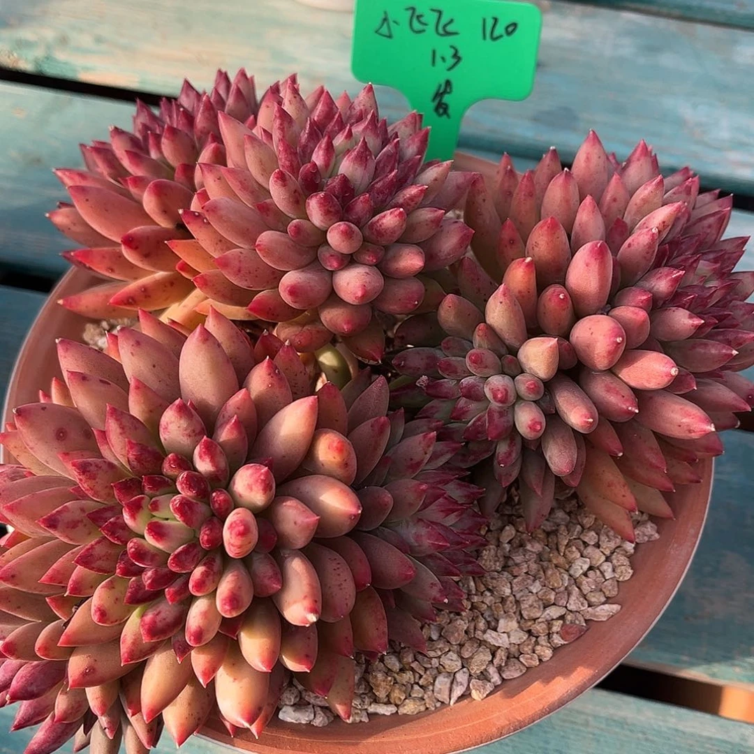 一物一拍多肉植物